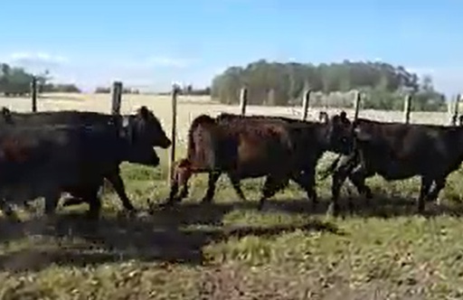 100 vacas